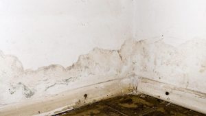 unclog basement drain mould growth