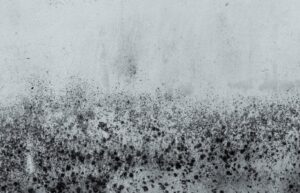 wet basement mould 