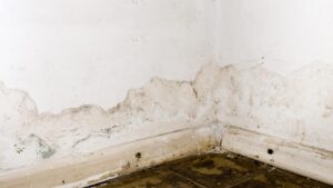 Reasons Why Living With A Wet Basement Can Cost You
