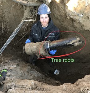 Professional Drain Cleaning London Ontario -Tree Root Damage | BEST Plumbing and Drainage Contractors