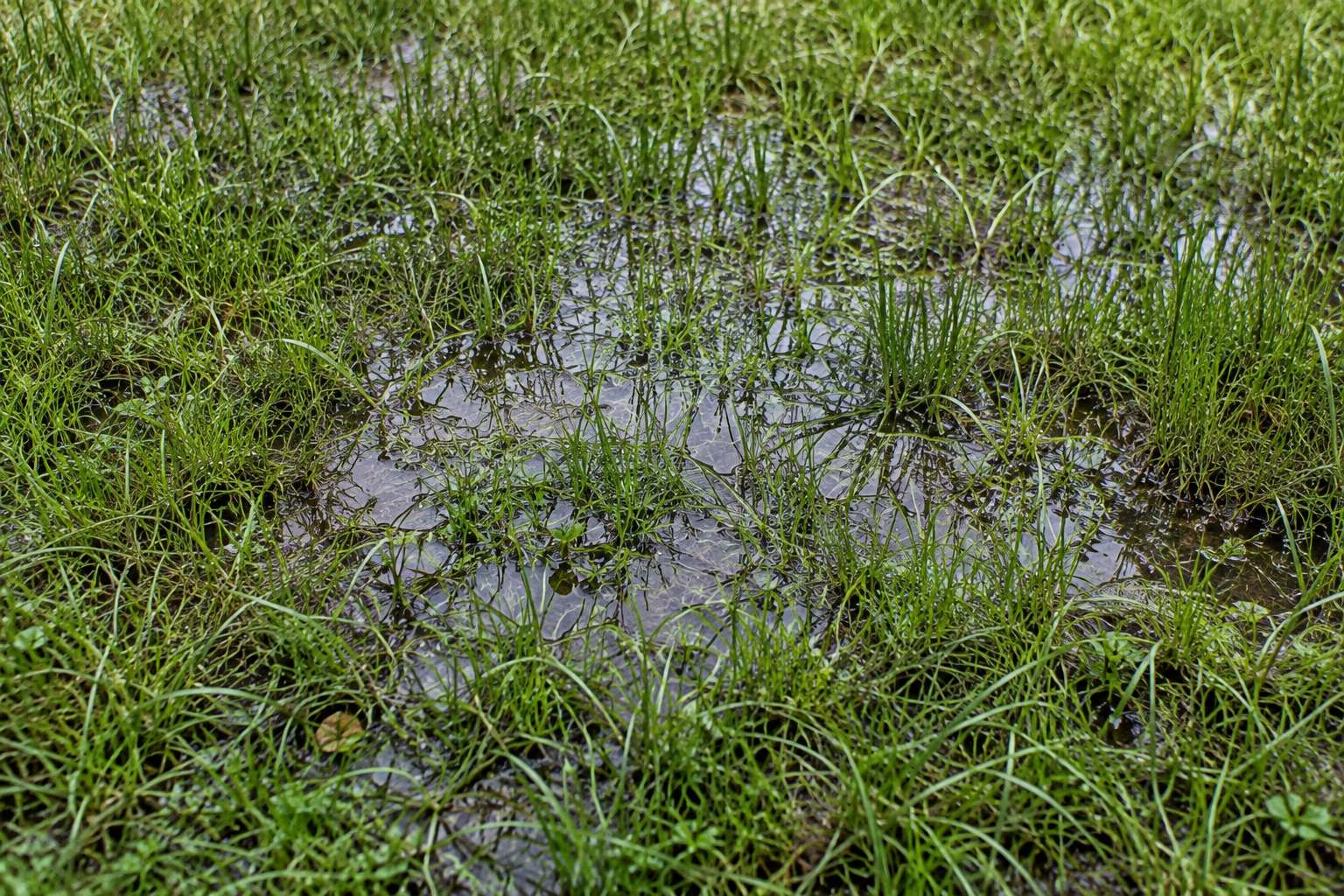 Is Your Yard Designed for Proper Drainage?